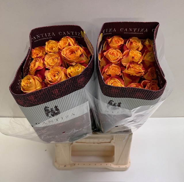 Rosa ec silanthoi CT.jpg